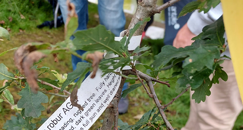Antalis partnering with Forest Carbon for tree planting day