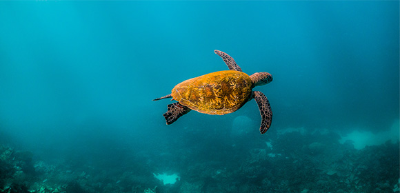 city to sea turtle