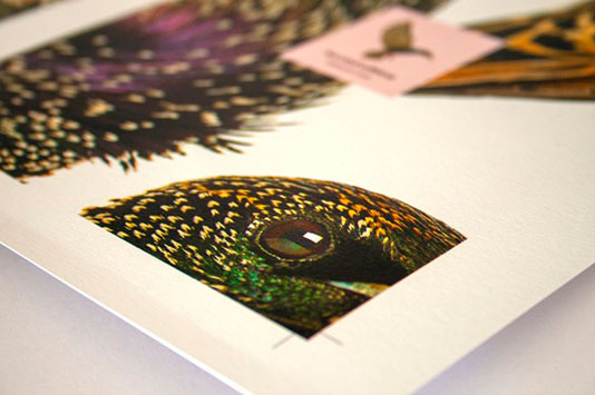 An Druidoeg Book Bird Front Cover