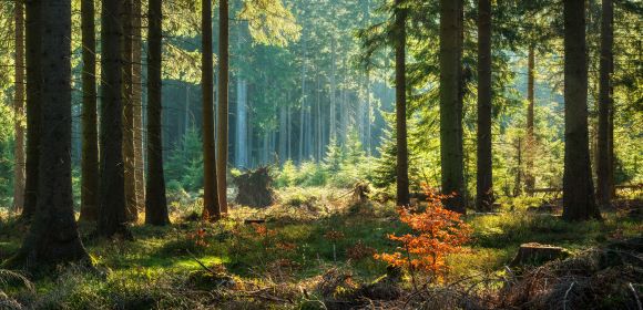 sustainability-580x280.jpeg