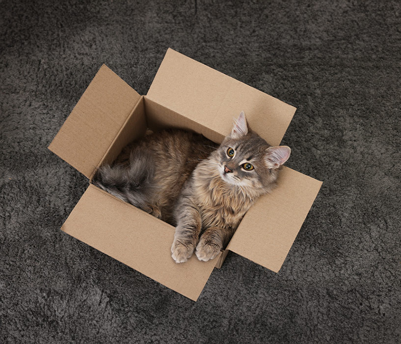 Boxes with automatic bottom - gold medal for functionality
