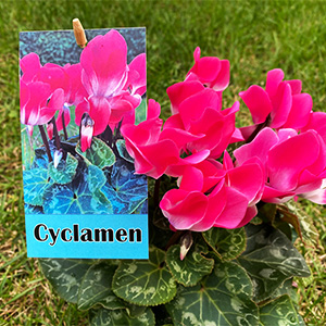 Fiberskin - Etiquette pour plantes
