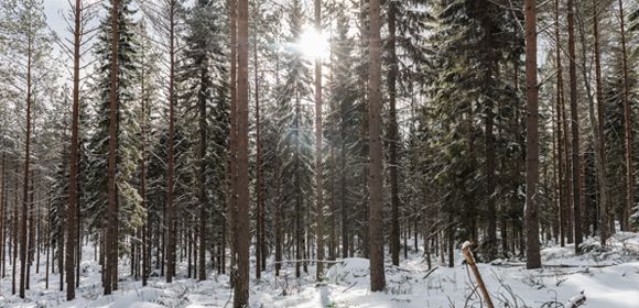 Metsaboard - image d'ambiance : forêt, neige