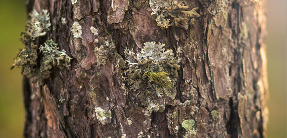 UPM Raflatac image d'ambiance écorce d'arbre
