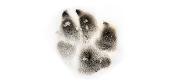 Coala application au sol - image de l'empreinte d'une patte