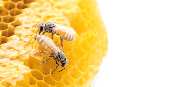 Coala Profils ICC - image d'abeilles