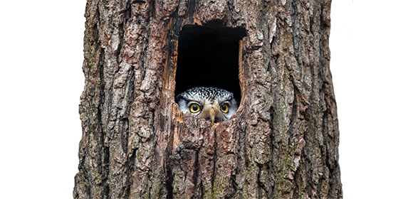 Coala intérieur et extérieur - image d'un hibou dans un arbre
