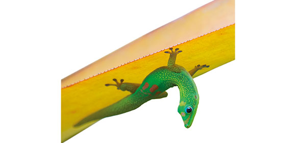 Coala magnétique - image d'une salamandre