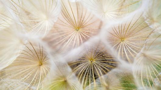 dandelion.jpg
