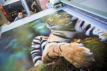 Impression grand format d'une photo avec un tigre